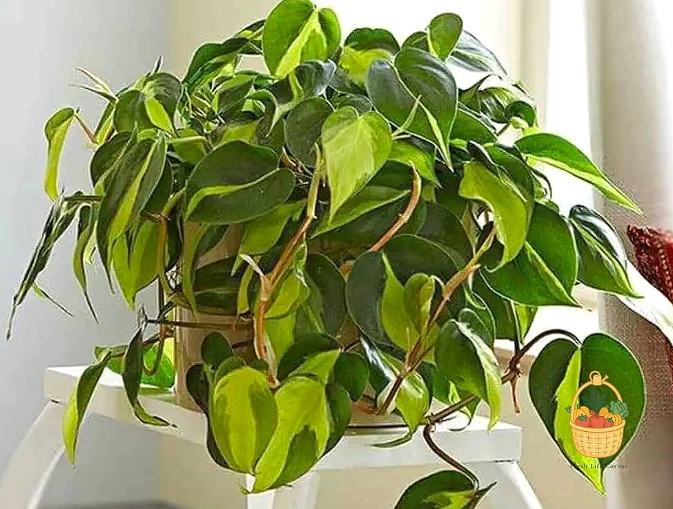 22 Indoor Vining Plants That Actually Work 3 Heartleaf Philodendron