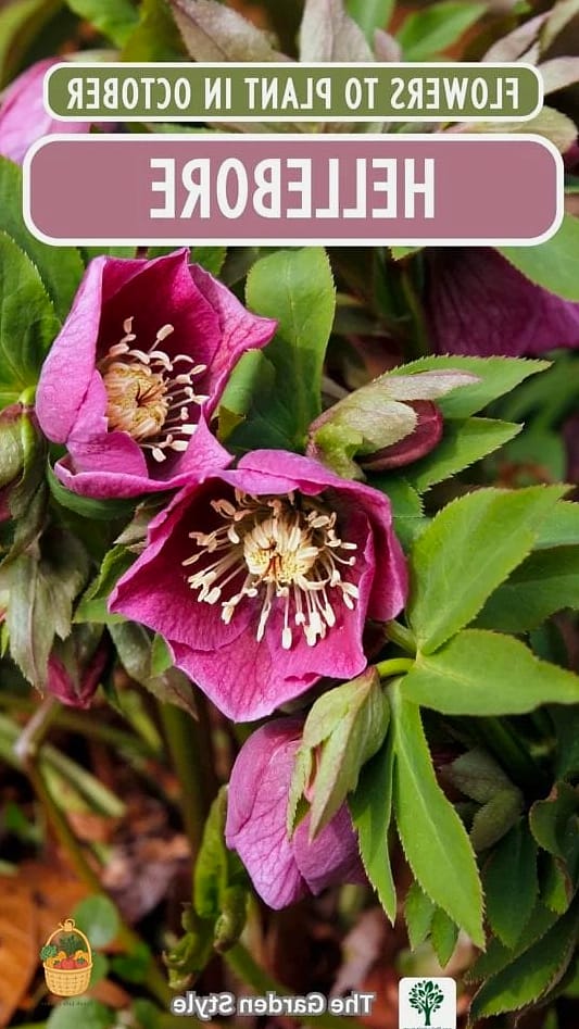 Hellebore