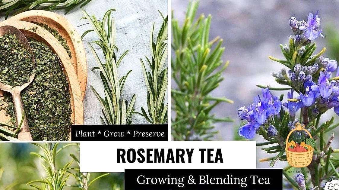 28 Ways To Use Rosemary Every Gardener Needs to Know About 24 Herbal Tea