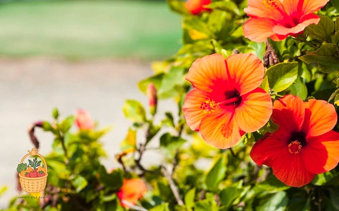 Flowers Grow In Florida Year Round — Everything You Need to Know 6 Hibiscus