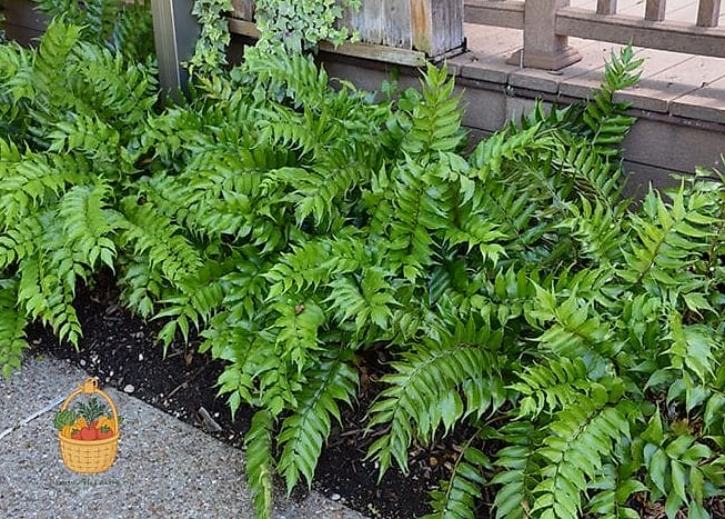 24 Types Of Ferns That Will Transform Your Garden 12 Holly Fern