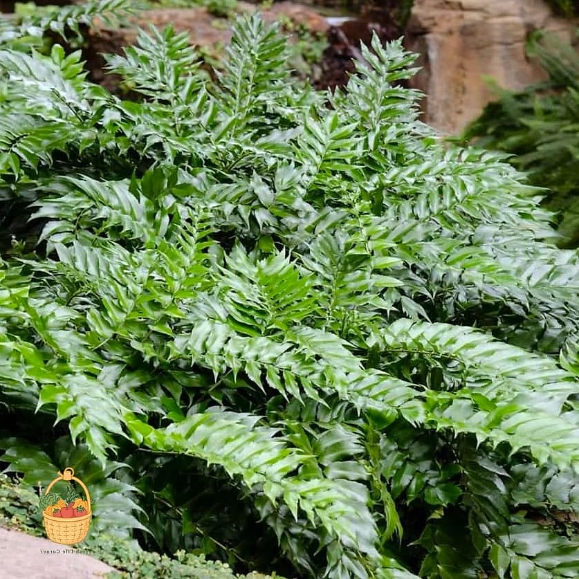 21 Not Kill Your Indoor Ferns Worth Pinning Right Now 10 Holly Fern