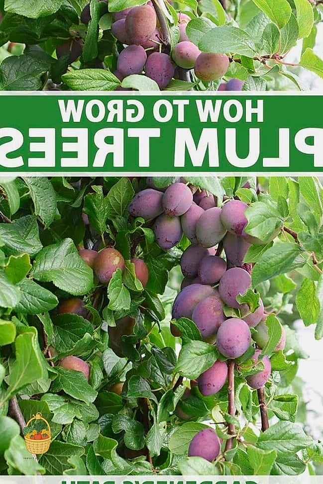 How to Plant a Plum Tree
