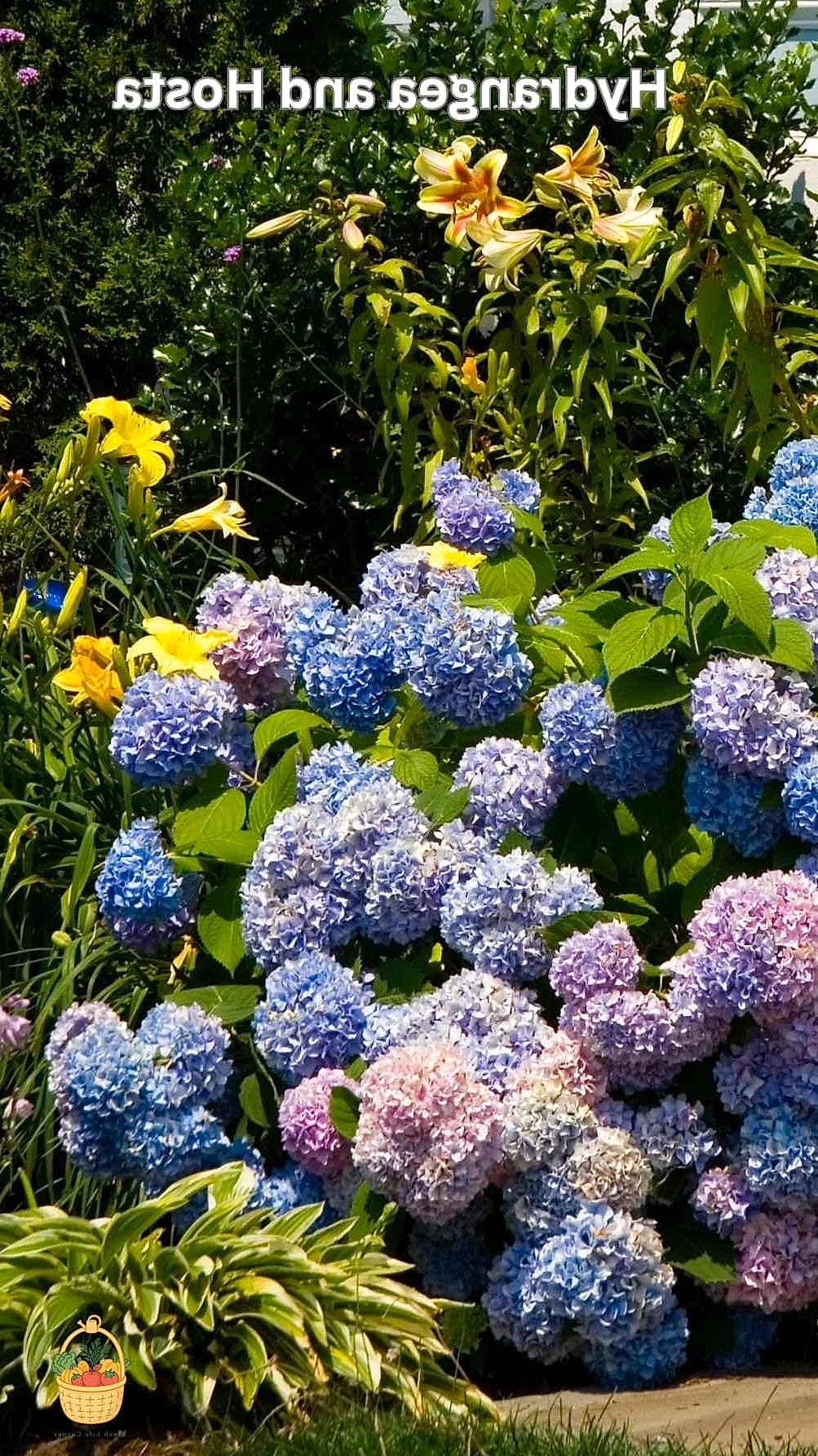 29 Plants Pair Hydrangeas That Actually Work 21 Hydrangea-Friendly Roses (Shrub Types)
