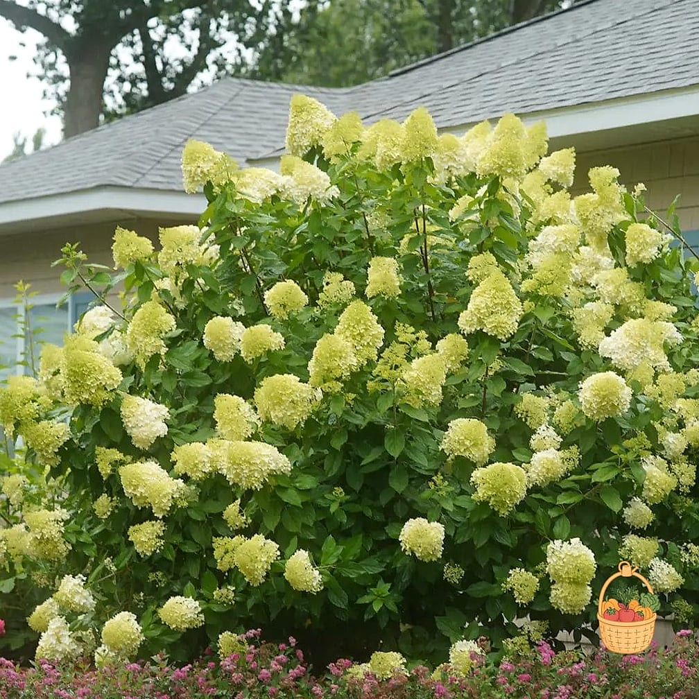 21 Bushes For The Front Of Your House That Are Going Viral on Pinterest 2 Hydrangea 'Limelight'