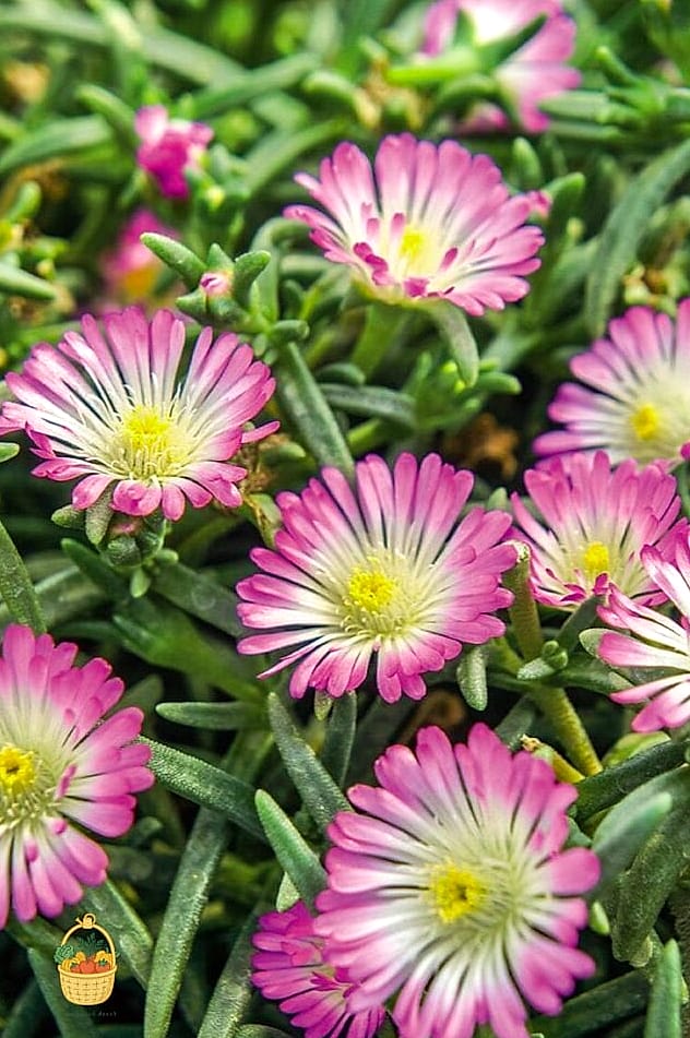 20 Full Sun Perennials That Will Transform Your Garden 21 Ice Plant (Delosperma cooperi)