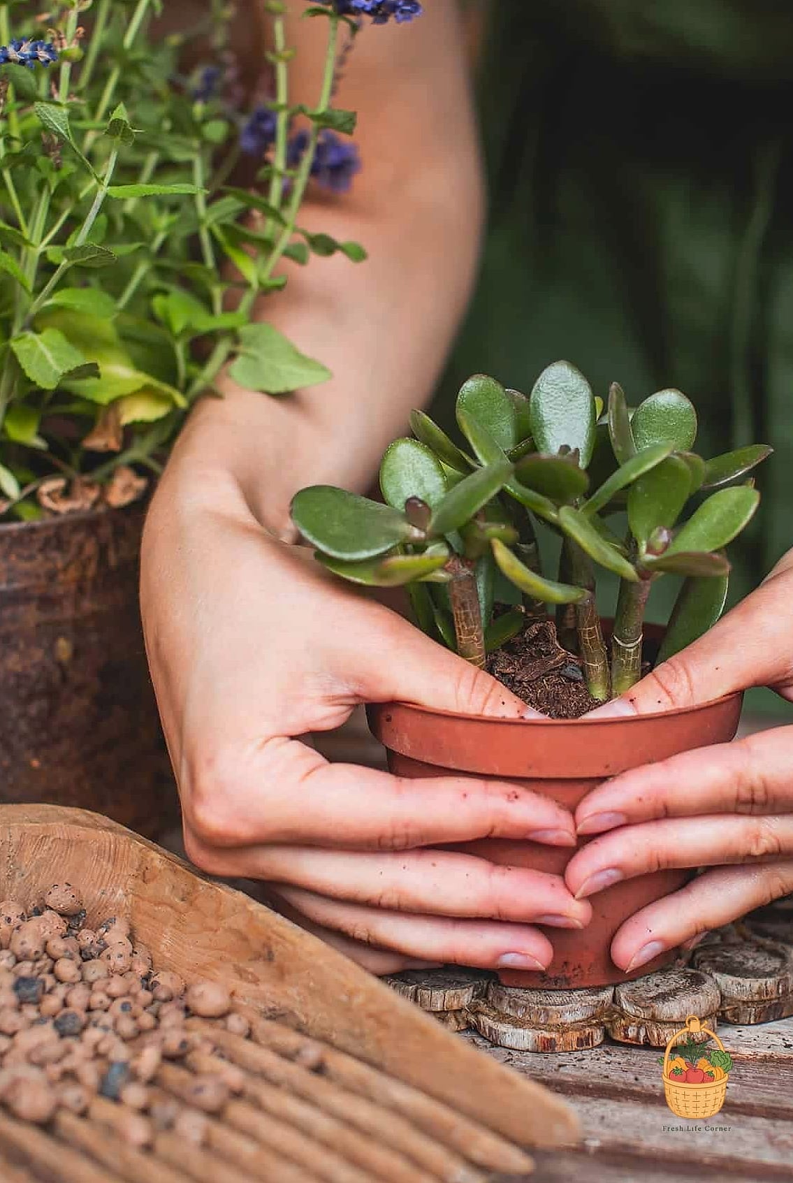 24 Feeding Jade Plant Wrong That Actually Work 25 Ignoring the