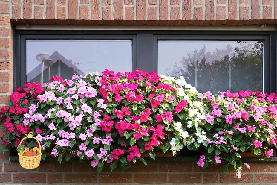 22 Flowers For Your Window Boxes That Actually Work 12 Impatiens
