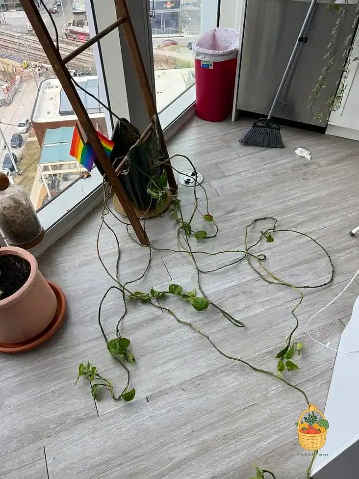23 Leggy Pothos Causes What To Do That Will Transform Your Garden 9 Inconsistent Watering