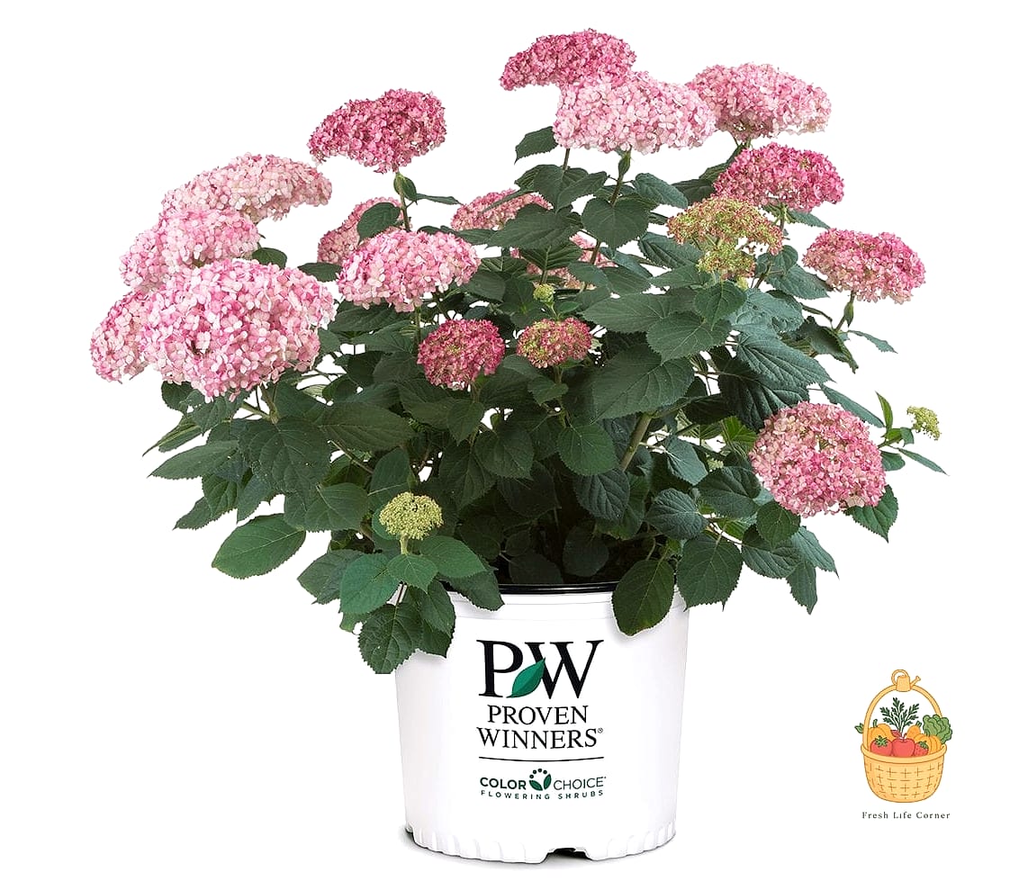 20 Stunning Container Hydrangeas Every Gardener Needs to Know About 21 Invincibelle Spirit