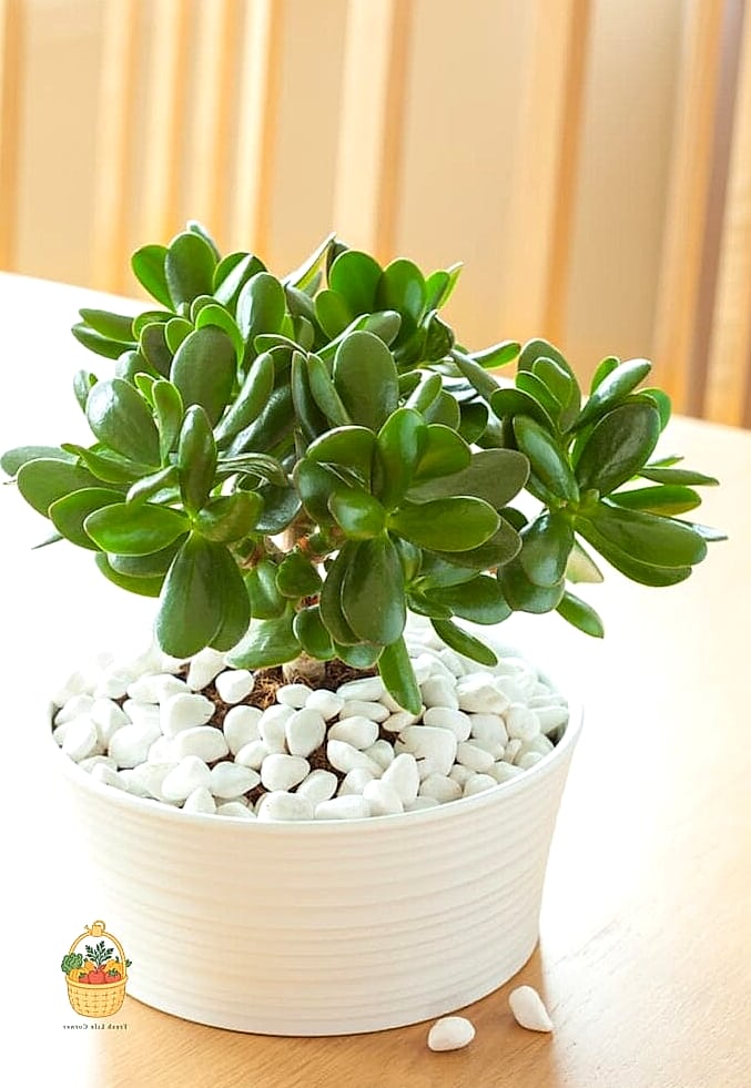 24 Eggshells Houseplants Every Gardener Needs to Know About 12 Jade Plant
