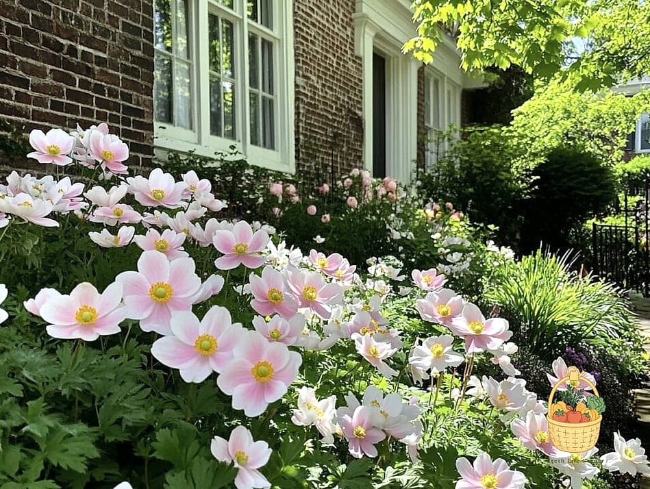 29 Plants Pair Hydrangeas That Actually Work 10 Japanese Anemone