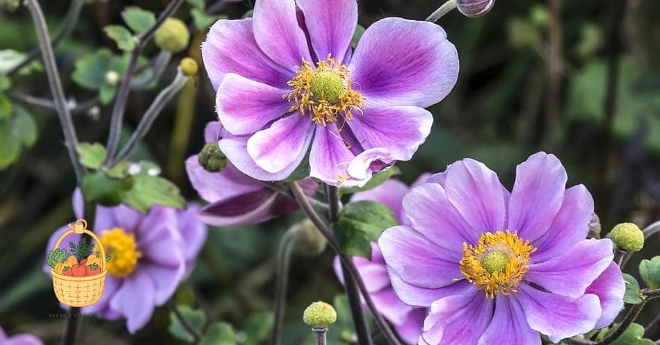 Japanese Anemone