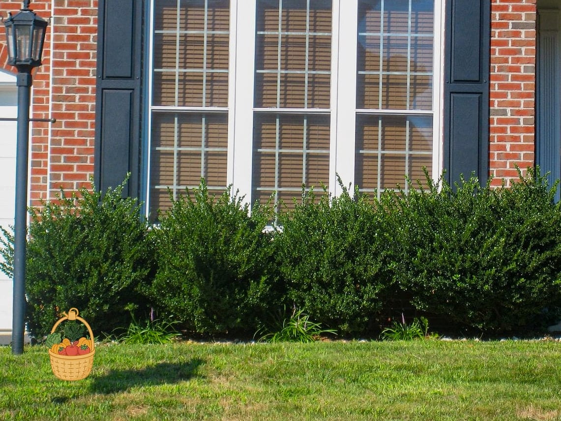 21 Bushes For The Front Of Your House That Are Going Viral on Pinterest 10 Japanese Holly