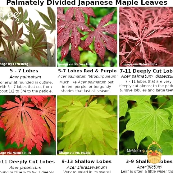 Japanese Maple