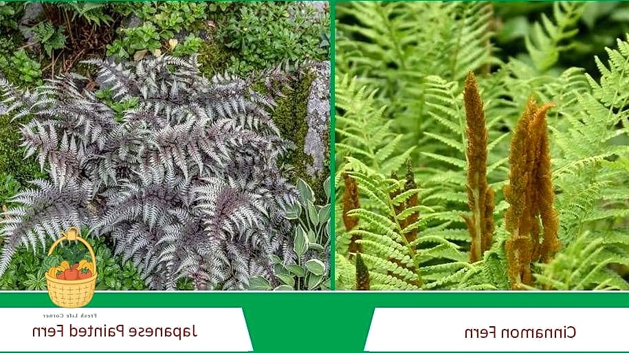 24 Types Of Ferns That Will Transform Your Garden 5 Japanese Painted Fern