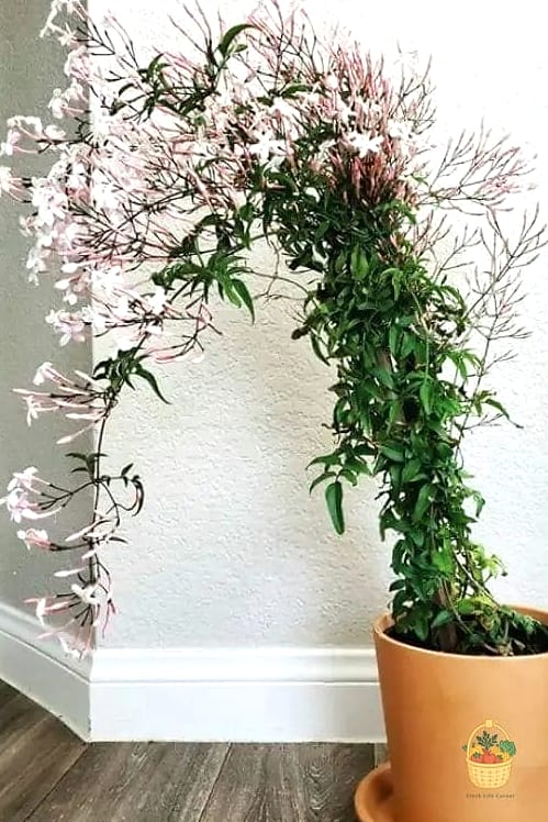 22 Indoor Vining Plants That Actually Work 18 Jasmine Vine