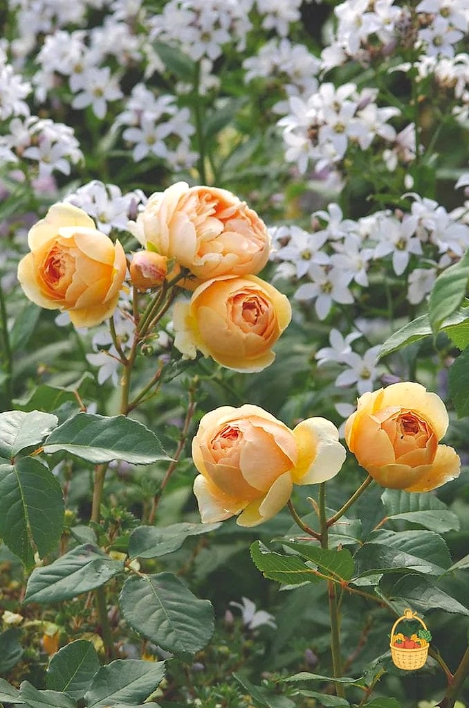 20 Fragrant Roses That Will Transform Your Garden 15 Jude the Obscure