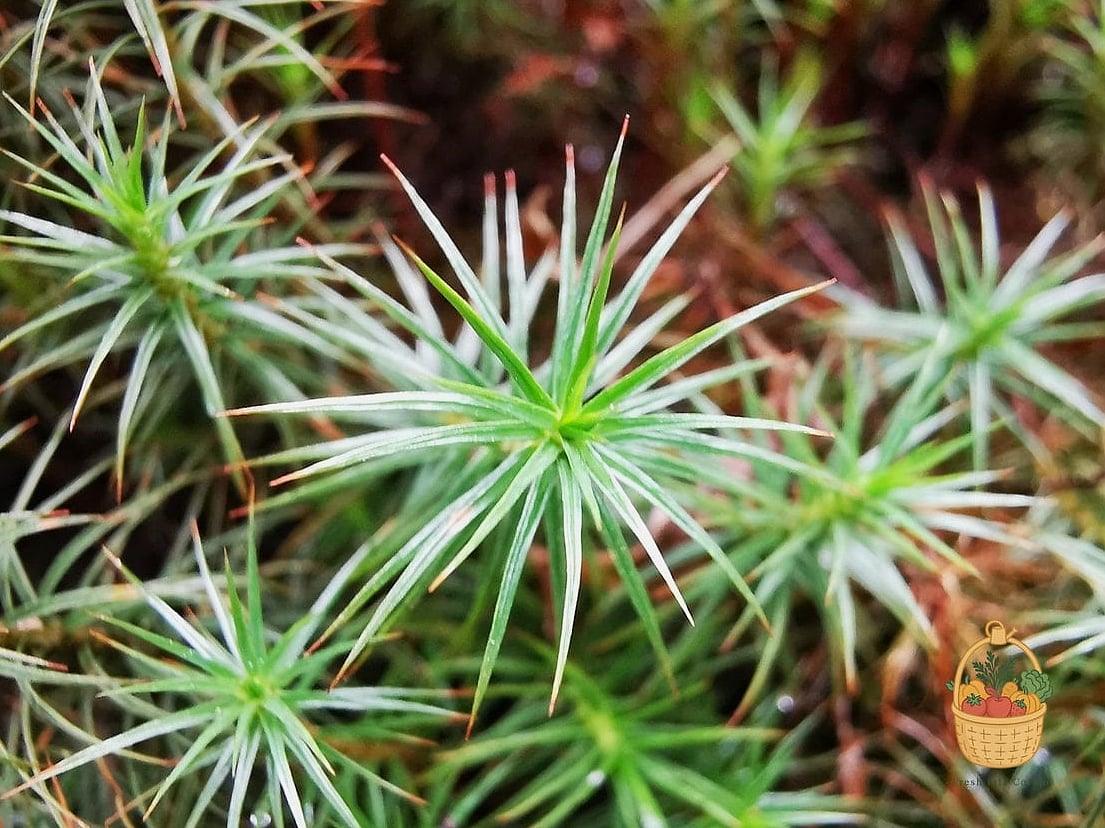 Juniper Moss
