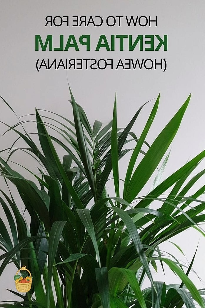 30 Low Maintenance Palm Trees That Are Going Viral on Pinterest 7 Kentia Palm