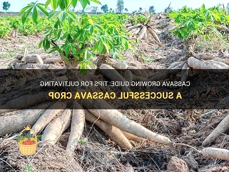 How To Grow Cassava — Your Step-by-Step Guide to Success 3 Key Features and Appearance