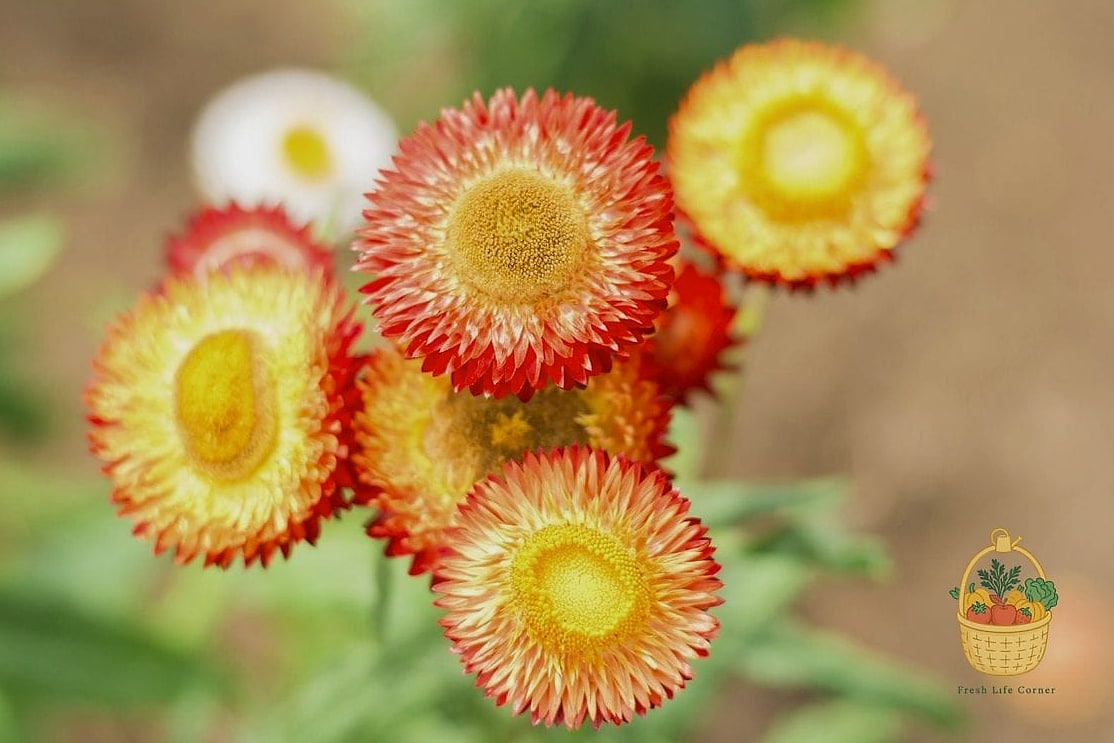 How To Grow & Care For Strawflowers — Everything You Need to Know 3 Key Features and Appearance