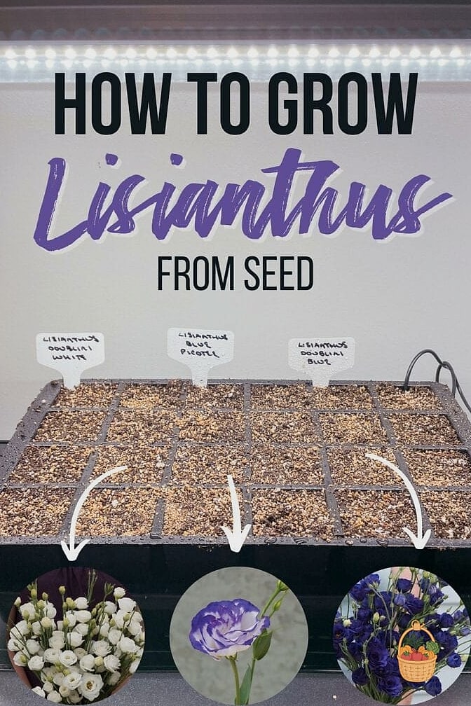 How To Grow & Care For Lisianthus — Everything You Need to Know 3 Key Features and Appearance