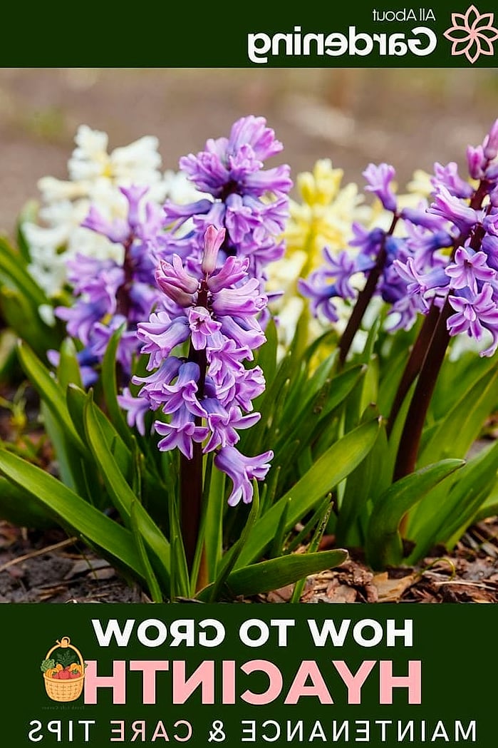 How To Grow & Care For Hyacinth — Your Step-by-Step Guide to Success 3 Key Features and Appearance