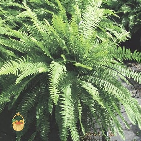 21 Not Kill Your Indoor Ferns Worth Pinning Right Now 6 Kimberly Queen Fern