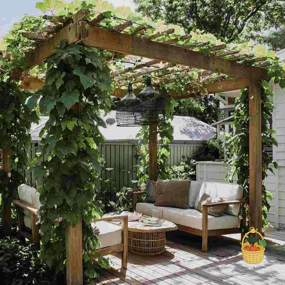 20 Climbing Plants For Pergola And Arbor That Will Transform Your Garden 17 Kiwi Vine (Hardy Kiwi)