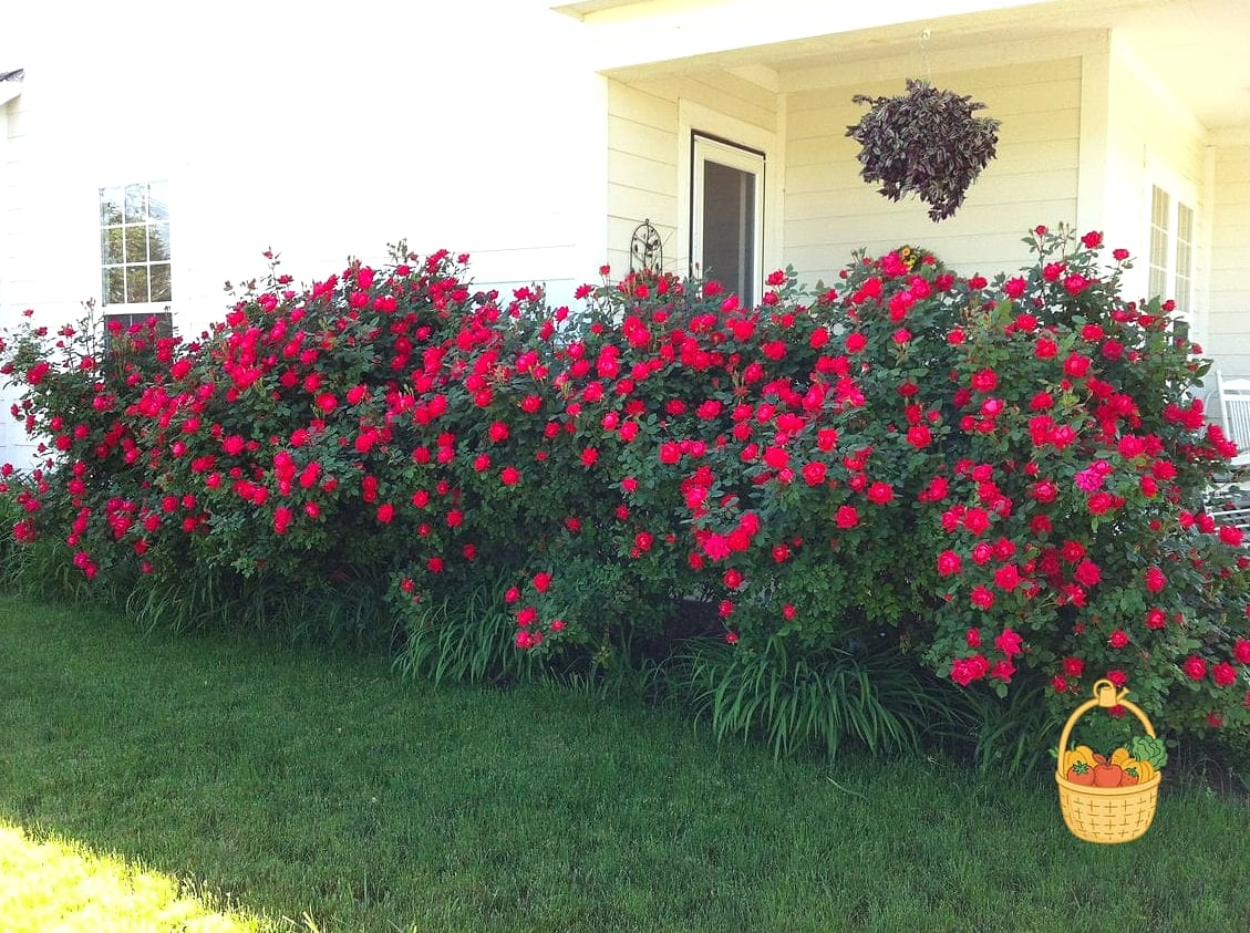 21 Bushes For The Front Of Your House That Are Going Viral on Pinterest 4 Knock Out Rose