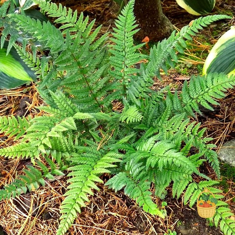 24 Types Of Ferns That Will Transform Your Garden 26 Korean Rock Fern