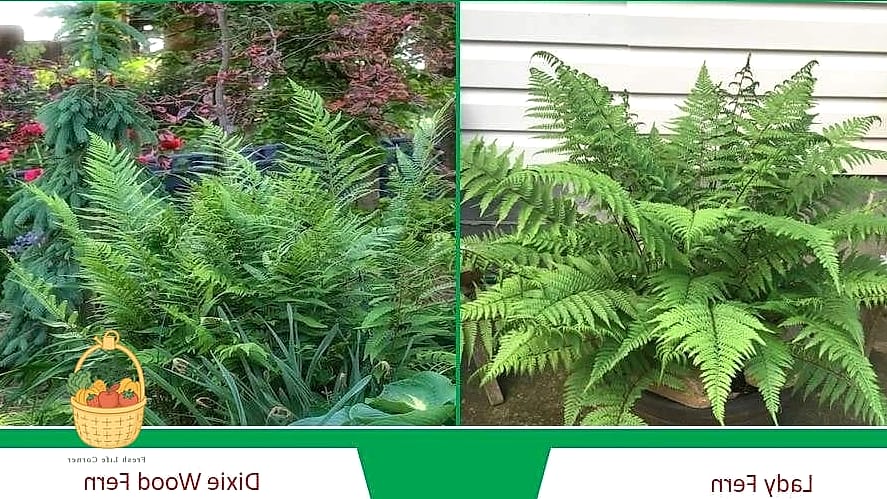 24 Types Of Ferns That Will Transform Your Garden 8 Lady Fern