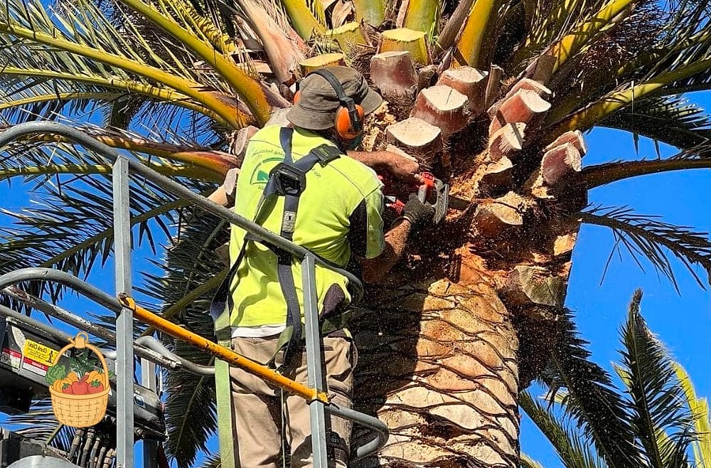 30 Low Maintenance Palm Trees That Are Going Viral on Pinterest 21 Lady Palm
