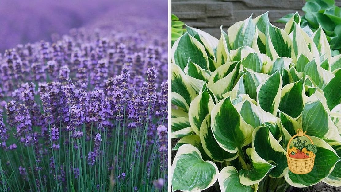 Lavender and Hostas