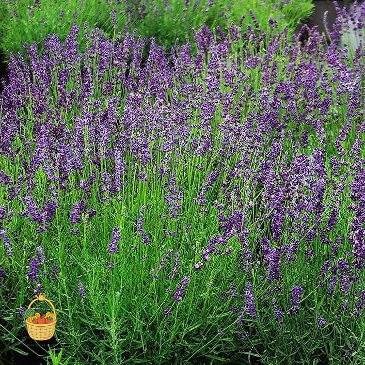 20 Full Sun Perennials That Will Transform Your Garden 6 Lavender (Lavandula angustifolia)