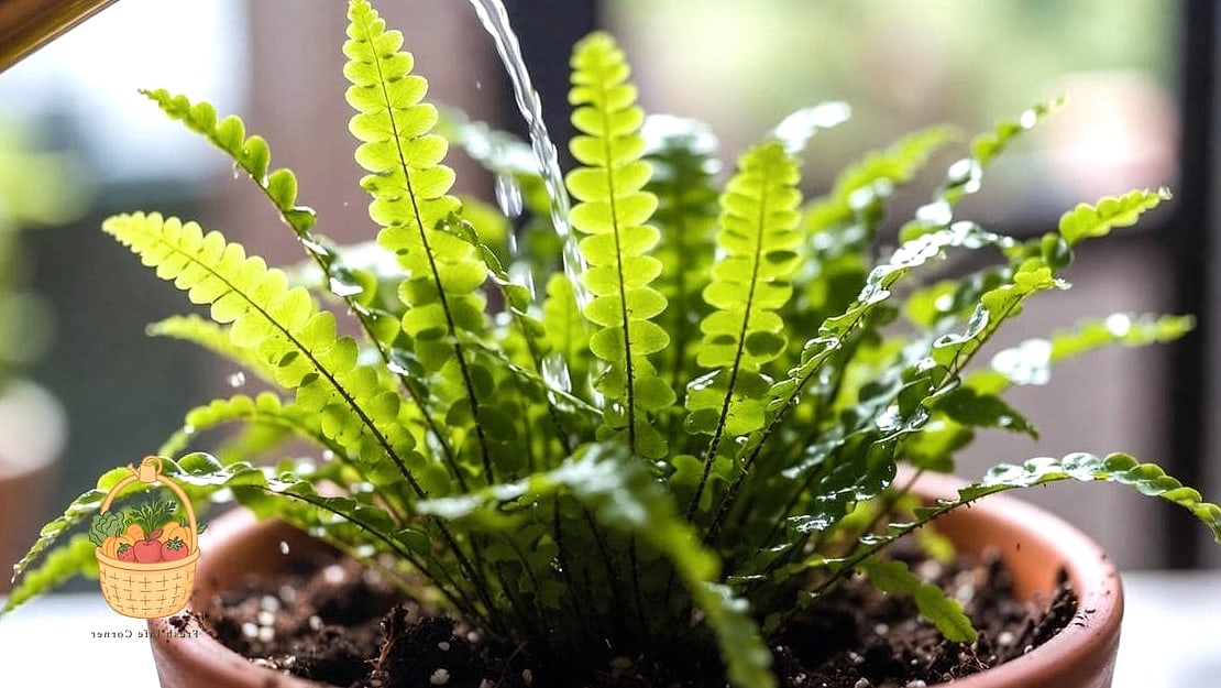 21 Not Kill Your Indoor Ferns Worth Pinning Right Now 16 Lemon Button Fern