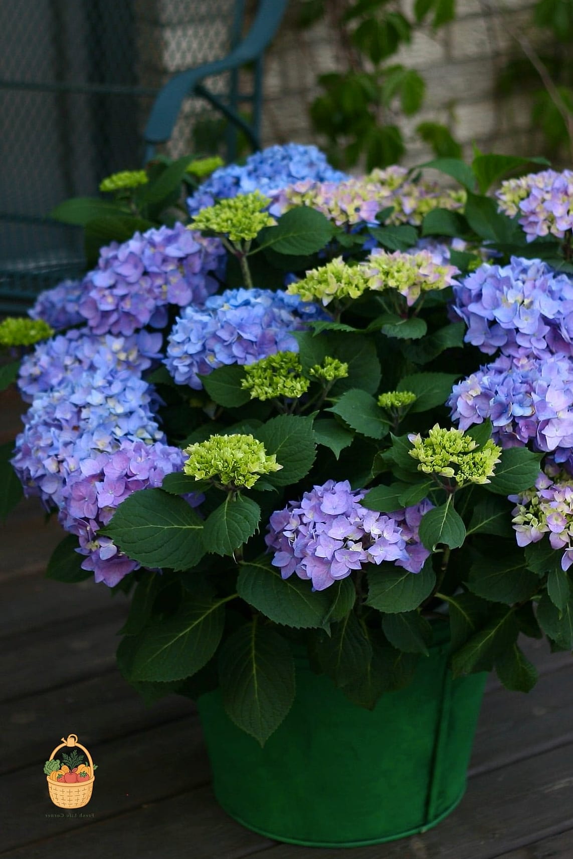 20 Stunning Container Hydrangeas Every Gardener Needs to Know About 11 Let's Dance Rhapsody Blue