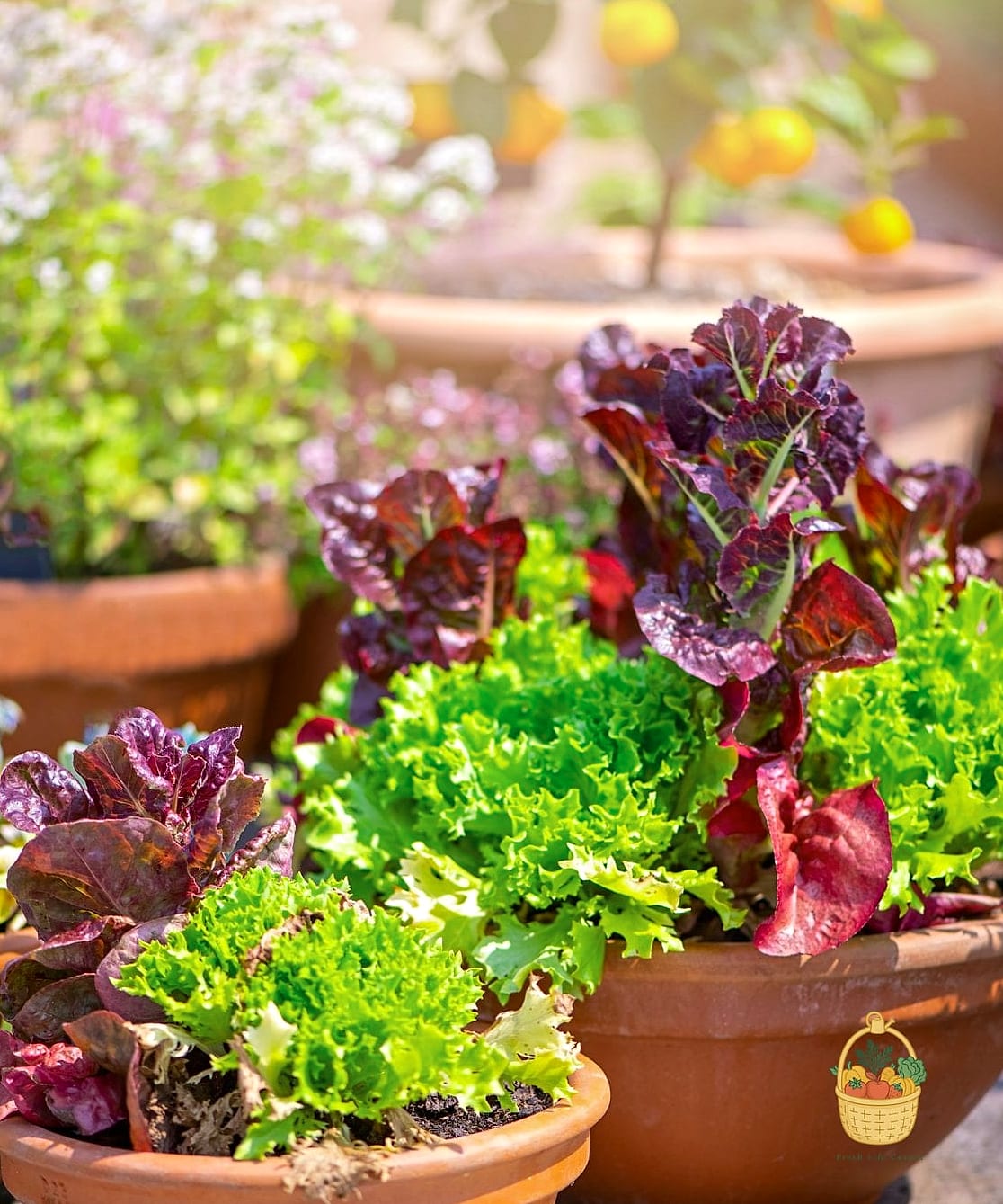 25 Vegetables You Can Grow in Pots — Perfect for Small Spaces 4 Lettuce