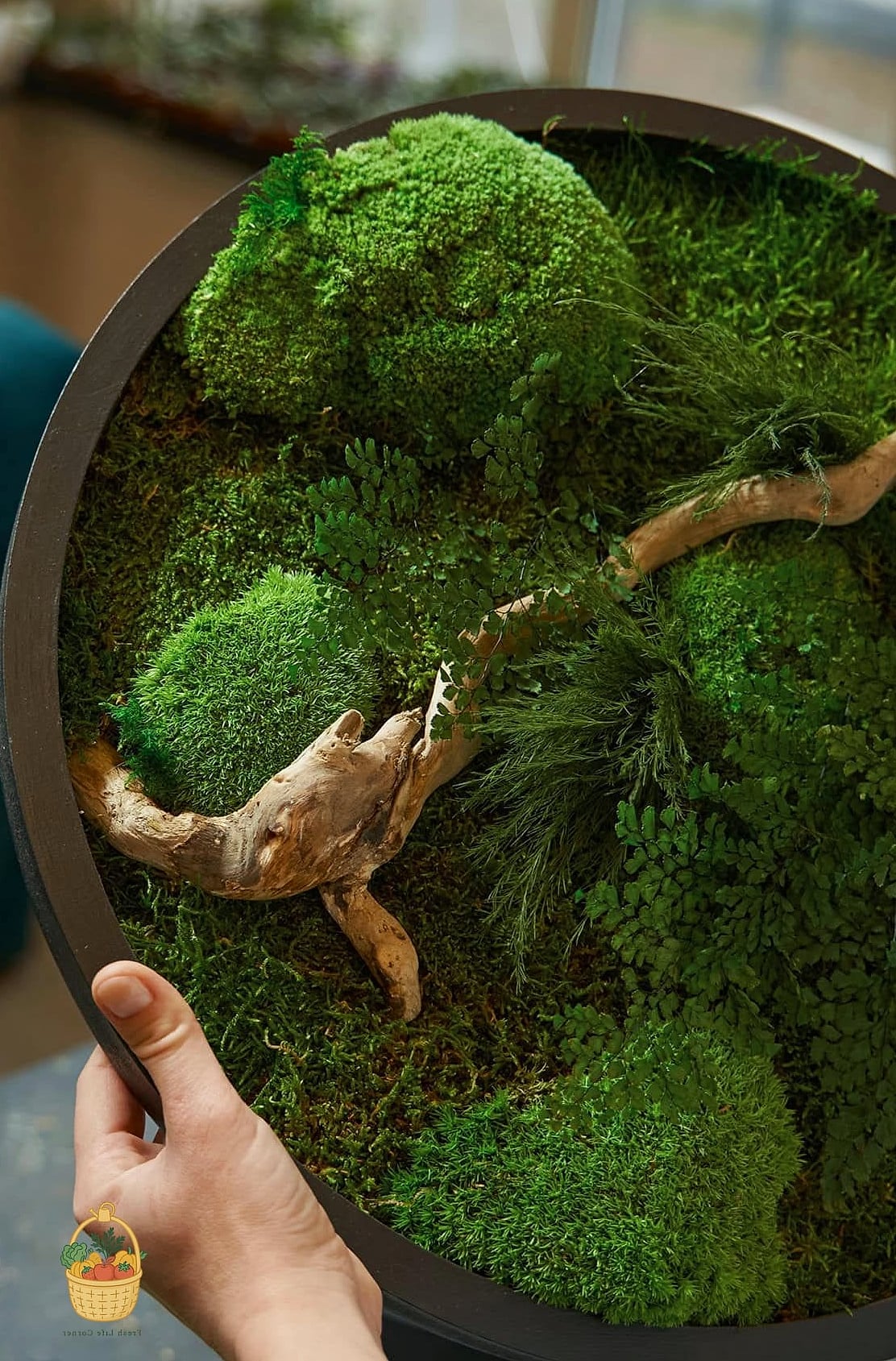 Light Requirements for Healthy Moss