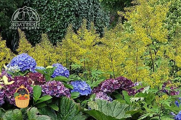 29 Plants Pair Hydrangeas That Actually Work 28 Ligularia