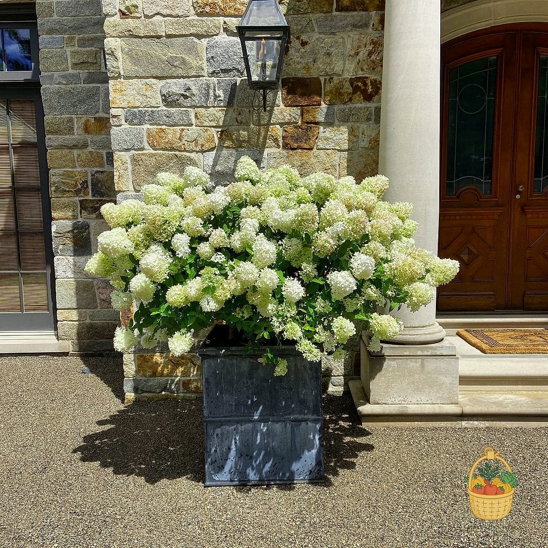 20 Stunning Container Hydrangeas Every Gardener Needs to Know About 15 Limelight