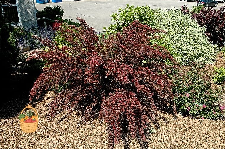 Little Devil Ninebark