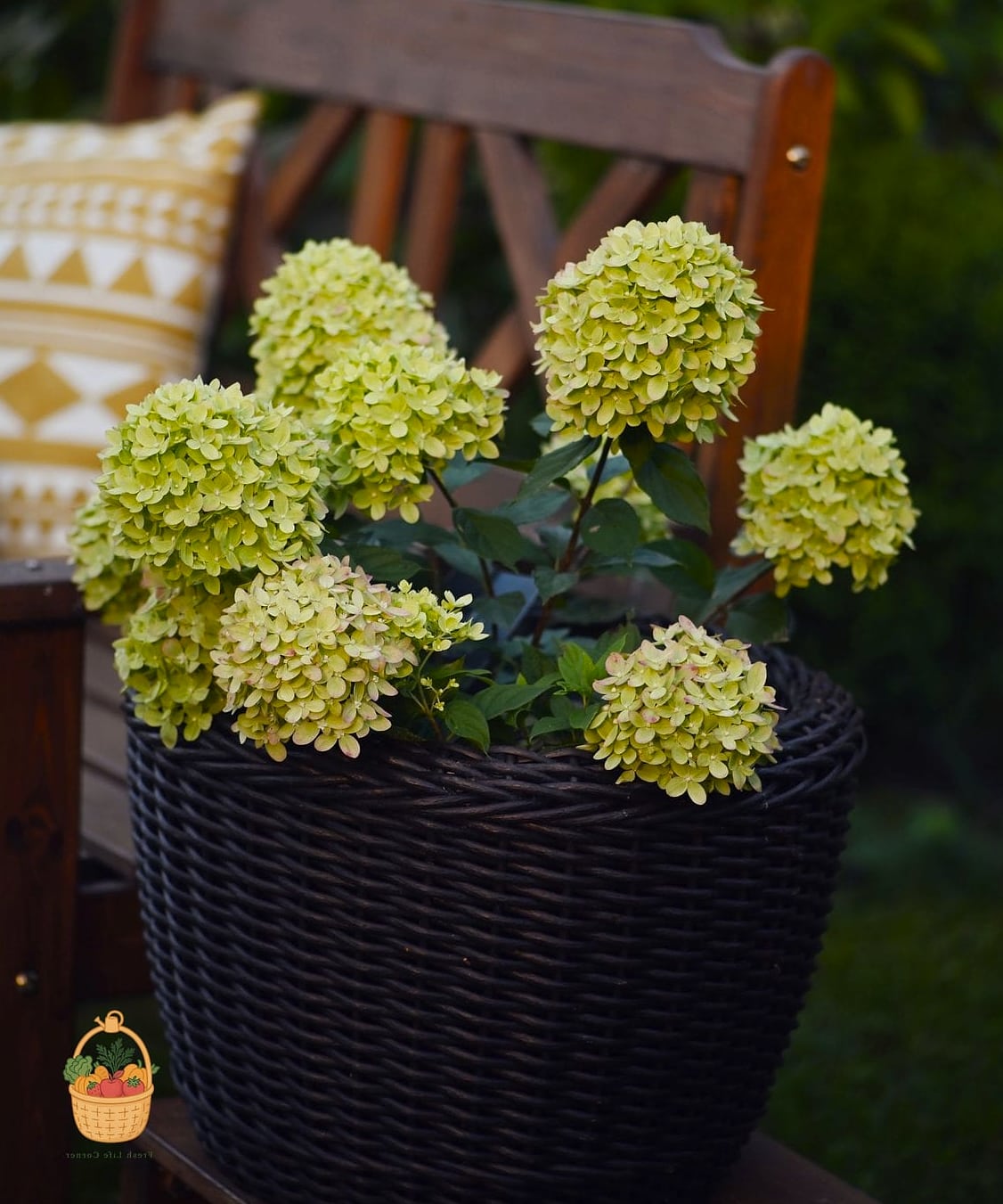 20 Stunning Container Hydrangeas Every Gardener Needs to Know About 3 Little Lime