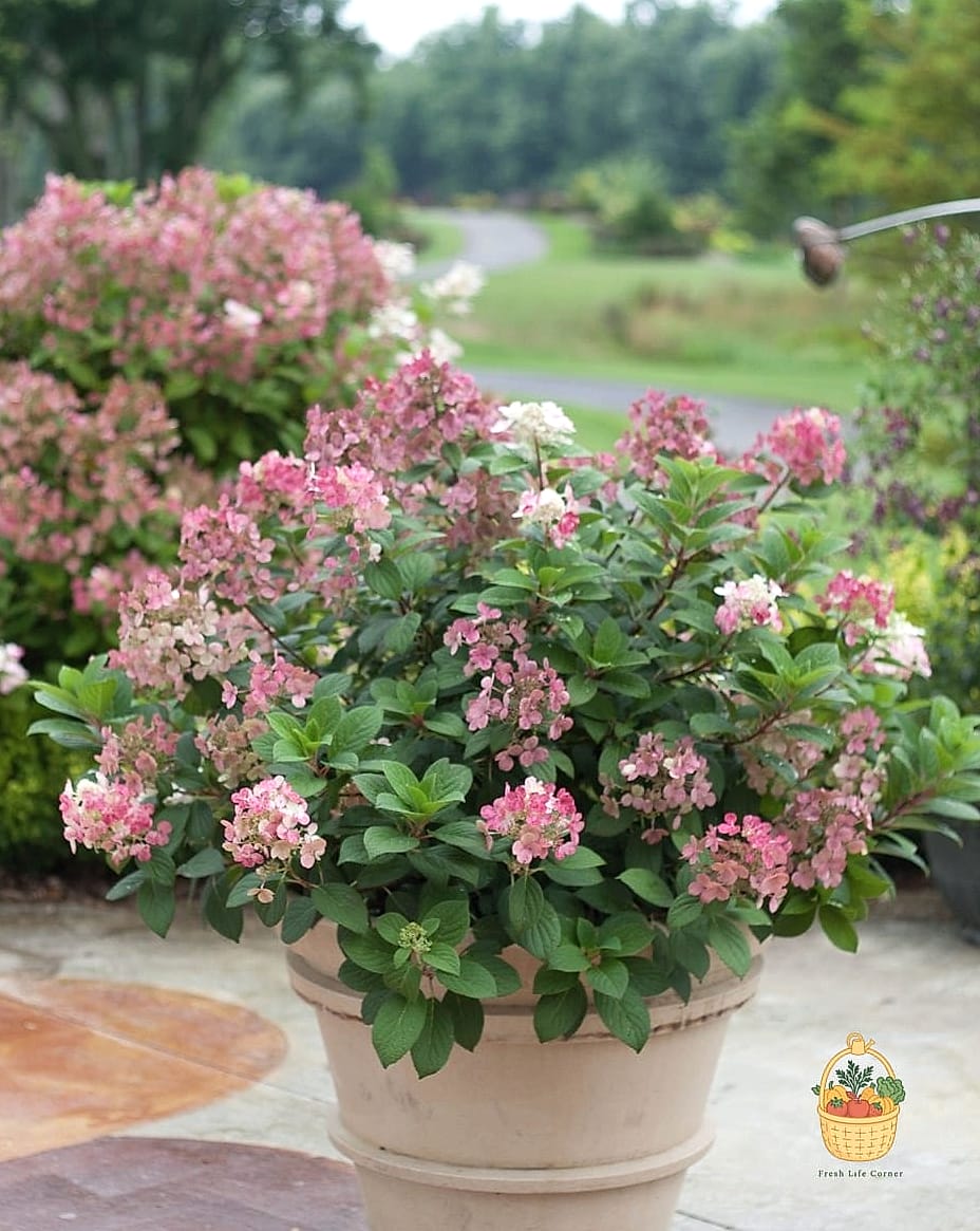 20 Stunning Container Hydrangeas Every Gardener Needs to Know About 18 Little Quick Fire