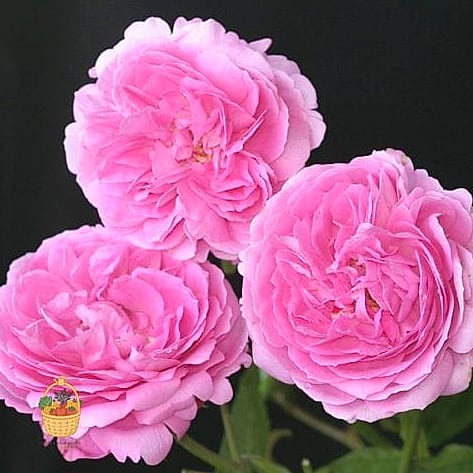 20 Fragrant Roses That Will Transform Your Garden 19 Louise Odier
