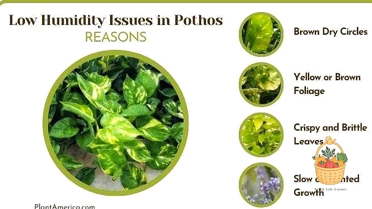 23 Leggy Pothos Causes What To Do That Will Transform Your Garden 12 Low Humidity