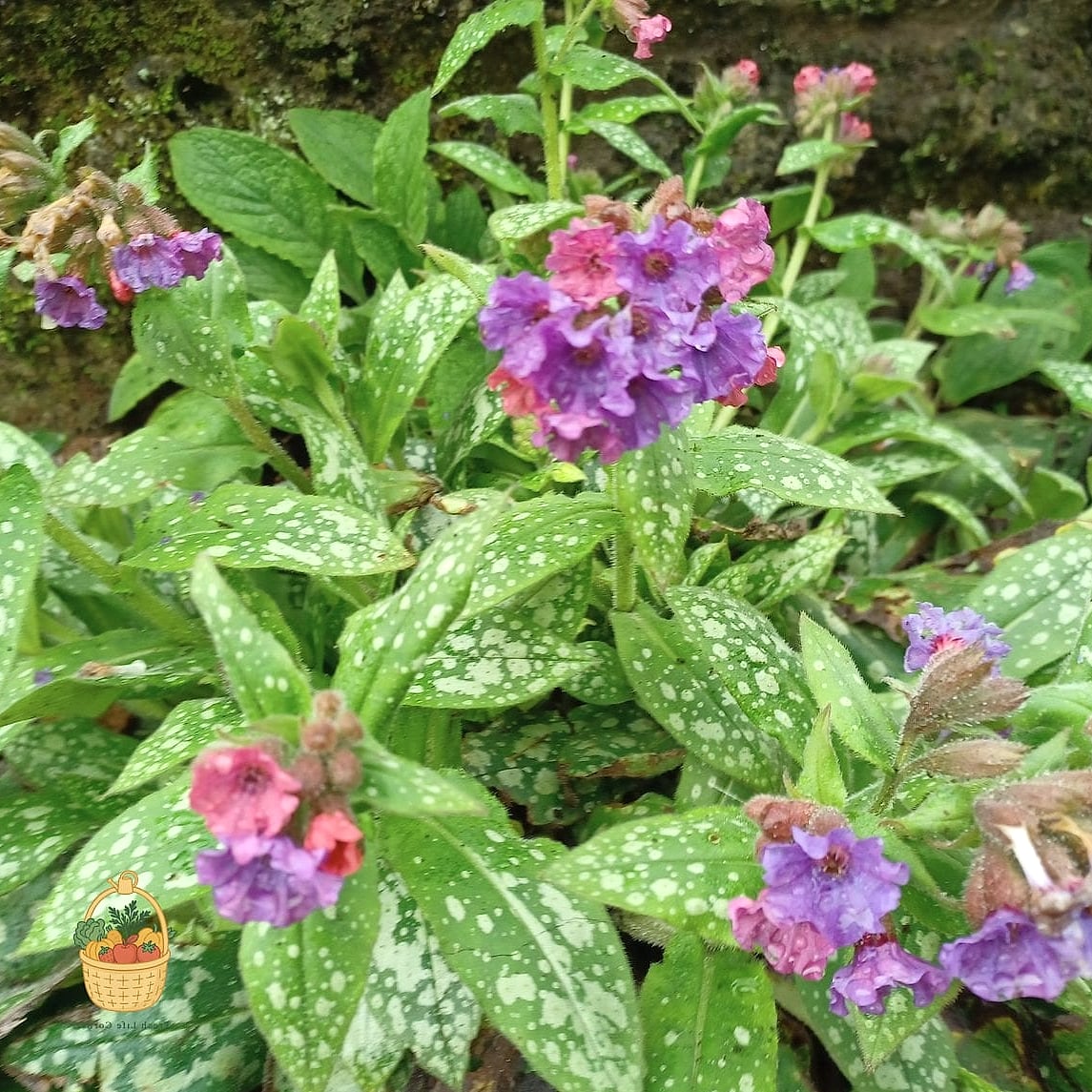 29 Plants Pair Hydrangeas That Actually Work 26 Lungwort (Pulmonaria)