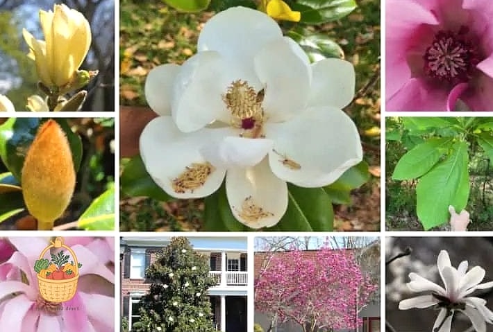 Magnolia