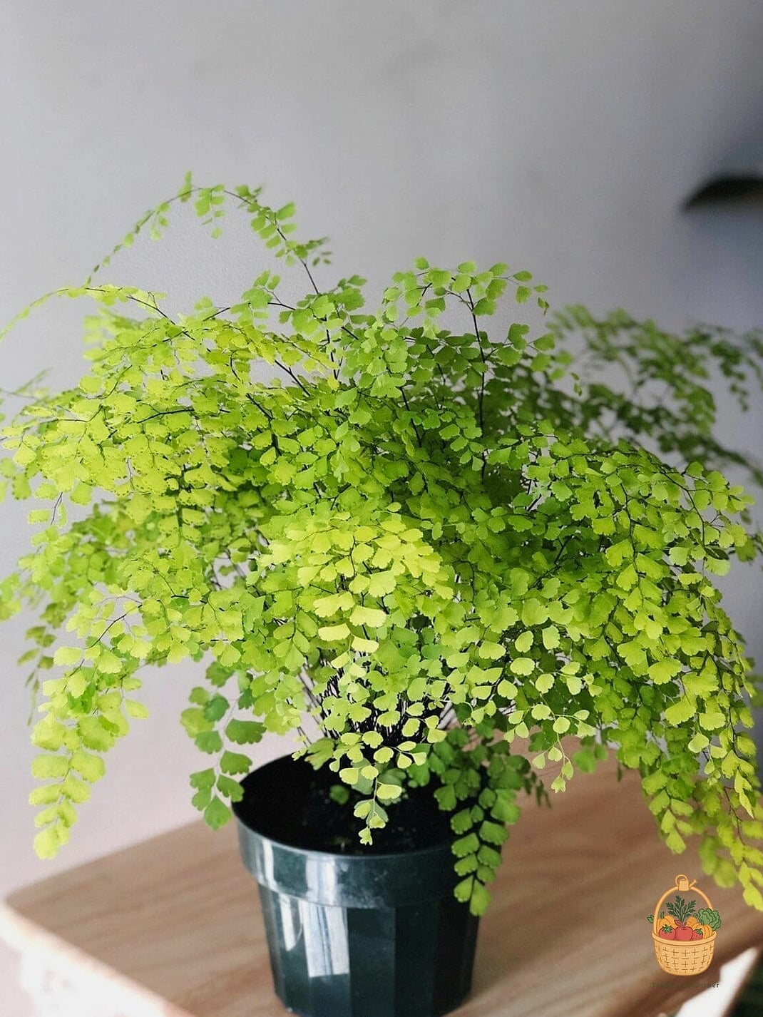 24 Types Of Ferns That Will Transform Your Garden 3 Maidenhair Fern